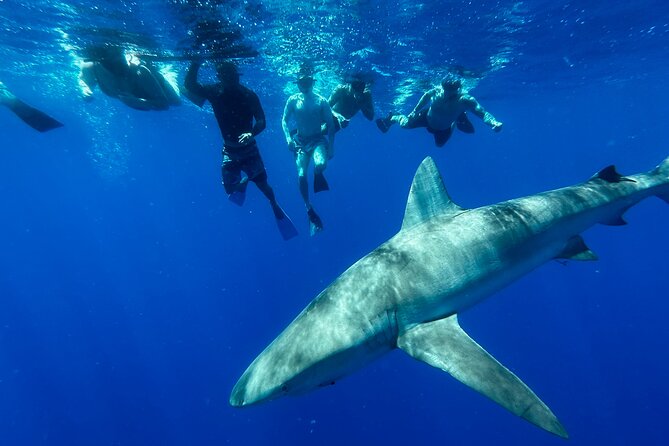 Cage-Free Shark Swim from Oahu - Before You Swim: Gear, Briefing, and Getting Positioned