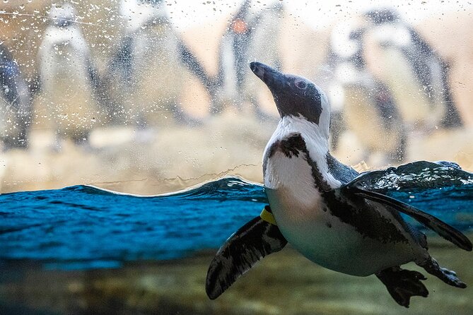 California Academy of Sciences General Admission Ticket - Golden Gate Park Breaks: Turn Your Visit Into an Easy SF Day