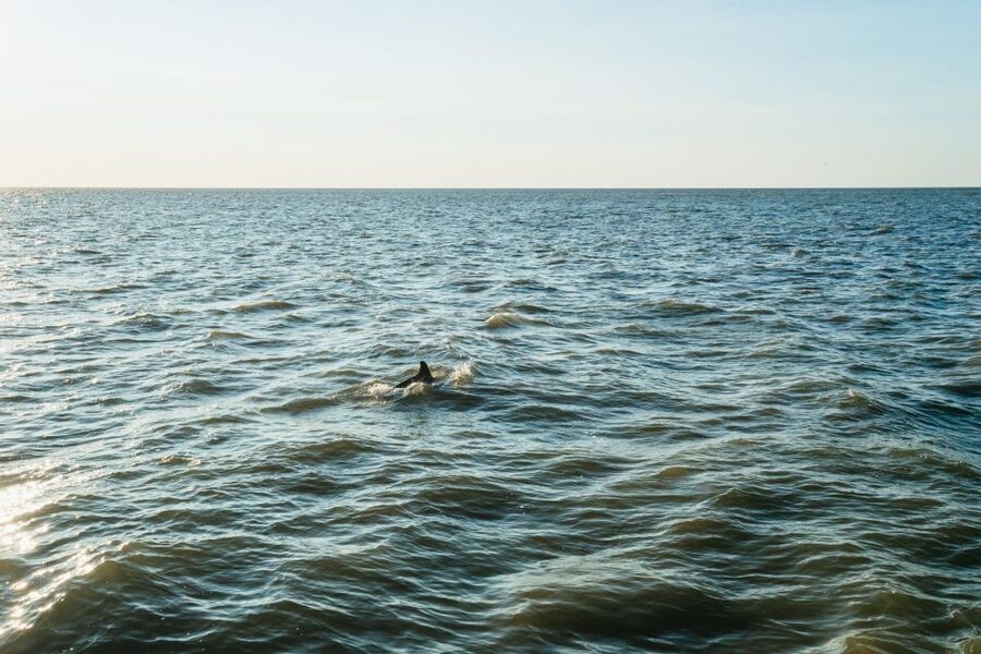 Cape May: Cape May Island Sunset Cruise & Dolphin Watching - Key Things I’d Book This For
