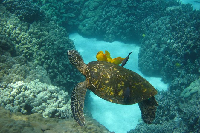 Captain Cook Snorkel Tour with Sea Caves and Lava Tubes - Dolphins, Whales, and Turtles: What You Can Hope For