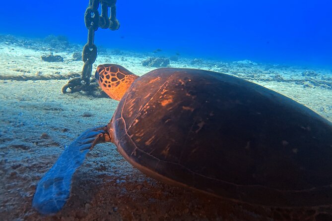 Certified Diver: 2-Tank Deep Wreck and Shallow Reef Dive Off Oahu - Marine Life Targets: What You Can Plan to See