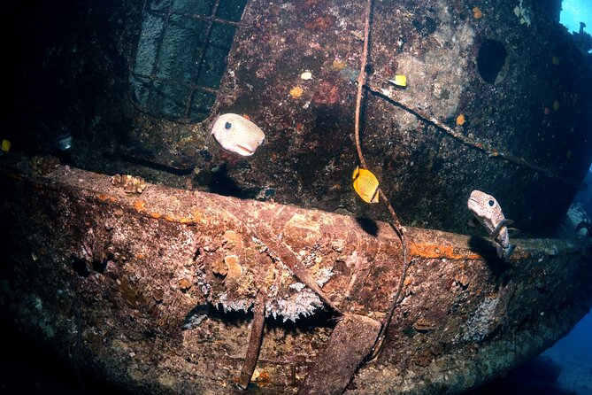 Certified Diver: 2-Tank Deep Wreck and Shallow Reef Dive Off Oahu - Two Tanks in About Three Hours: Timing, Group Size, and What That Really Means
