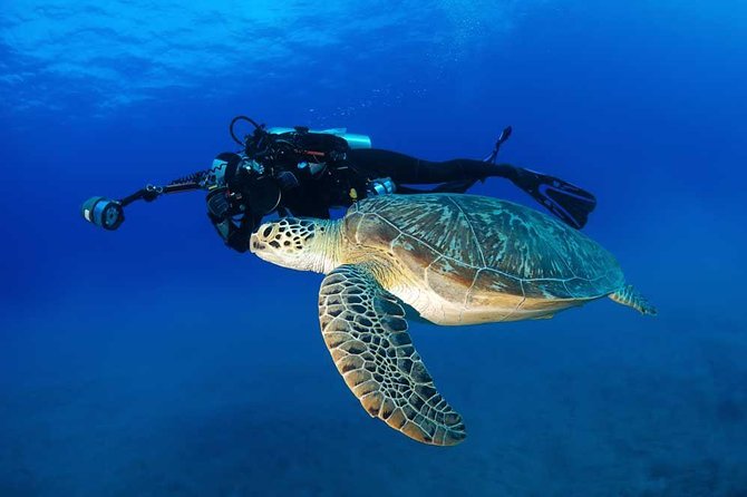 Certified Diver: 2-Tank Deep Wreck and Shallow Reef Dive Off Oahu - Price and Value: Is $248.81 a Smart Deal?