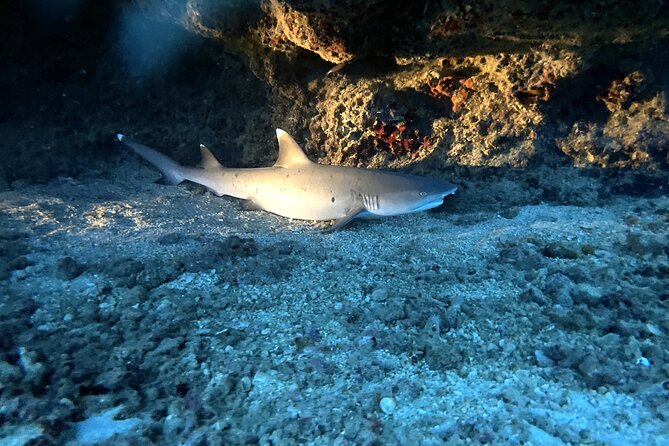 Certified Diver: 2-Tank Deep Wreck and Shallow Reef Dive Off Oahu - Should You Book This Oahu Sea Tiger and Shallow Pipe Scuba Outing?