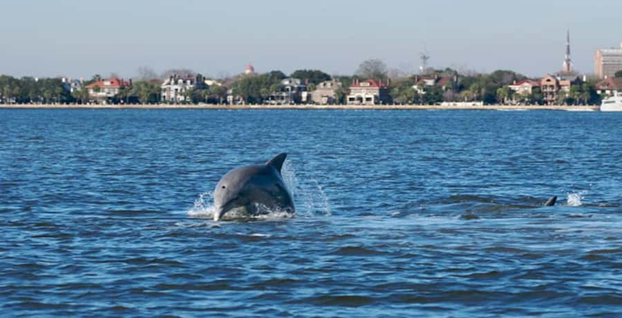 Charleston: Daytime or Sunset Historic Harbor Cruise - Key highlights you will actually care about