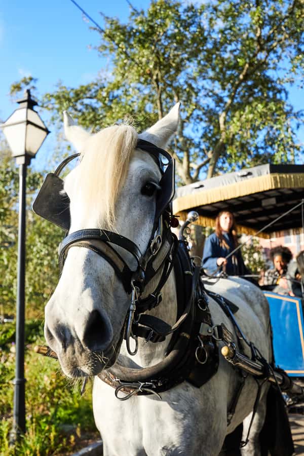 Charleston: Downtown Horse-Drawn Carriage Tour - Licensed Guides and the Art of Funny, Useful Storytelling