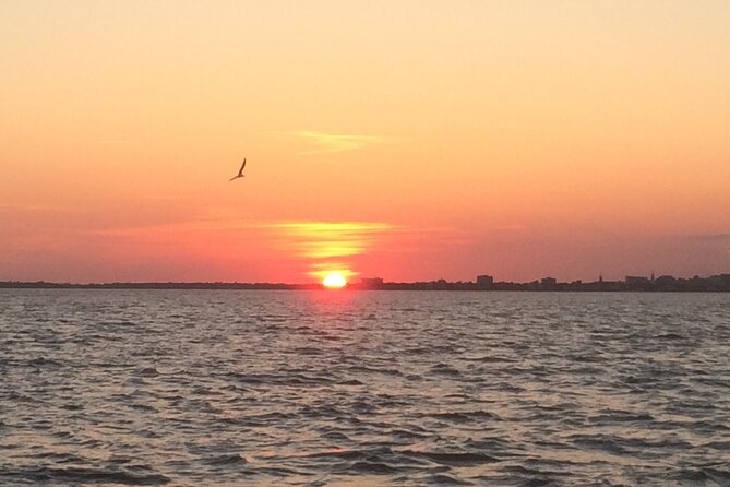 Charleston Harbor Sunset Cruise - Wildlife watching along the South Carolina shoreline