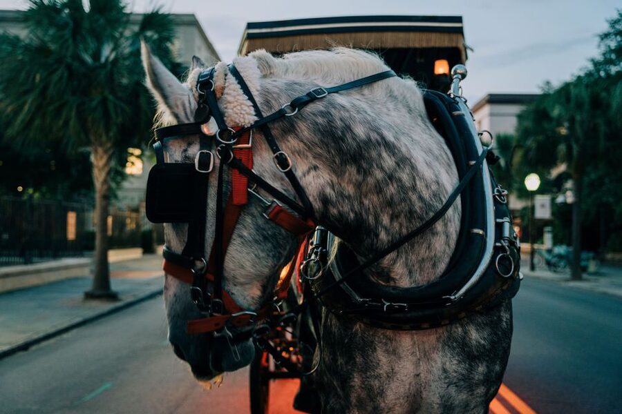 Charleston: Haunted Carriage Evening Tour - Old Exchange and Provost Dungeon, where the stories turn grim