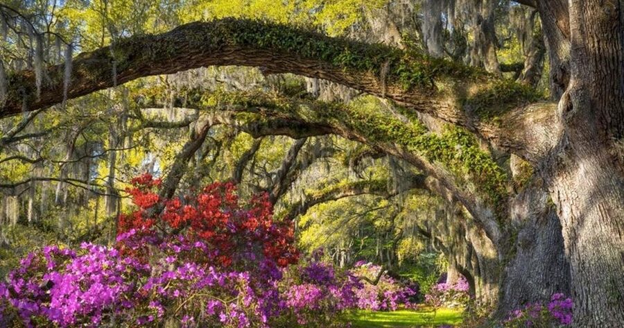 Charleston: Magnolia Plantation Entry & Tour with Transport - Wildlife tram through Audubon Swamp Gardens: the part built for animals