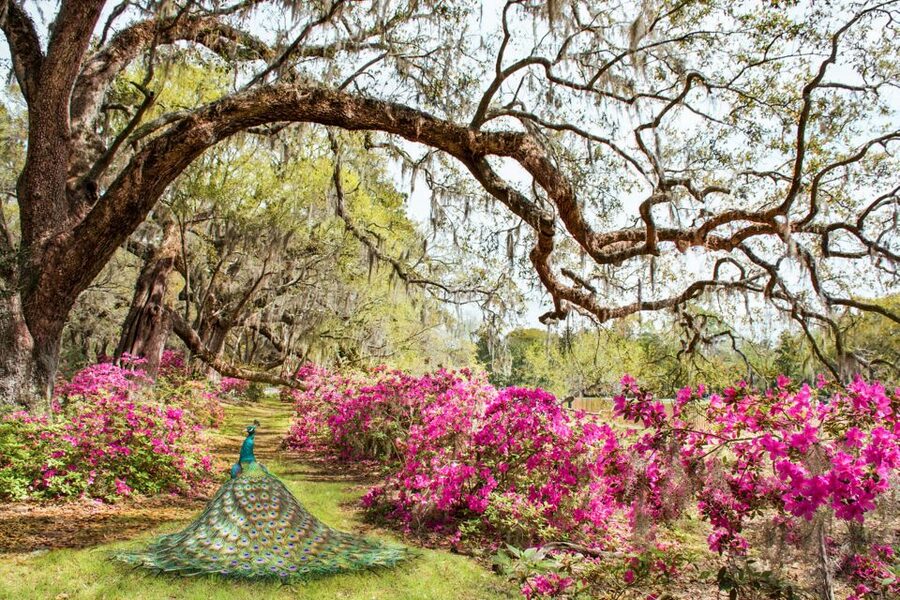 Charleston: Magnolia Plantation Entry & Tour with Transport - Slavery to Freedom: the interpretive stops you should not rush