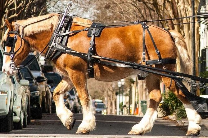 Charleston's Historic Residential Horse and Carriage Tour - From Anson Street Stable to Rolling Through Charleston