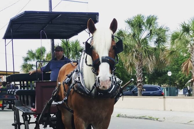 Charleston's Historic Residential Horse and Carriage Tour - Timing That Works With a Real Day Plan
