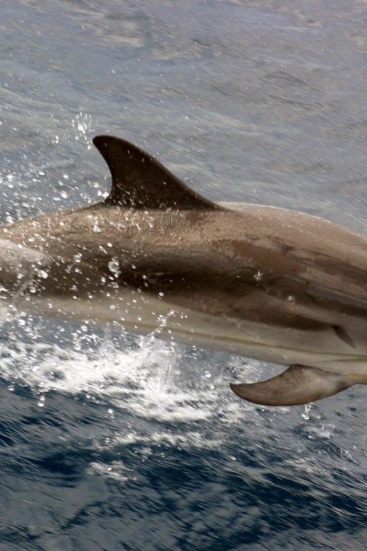 Charleston: Sightseeing Harbor Tour & Dolphin Watch - Entering Charleston by Boat, Not by Bus