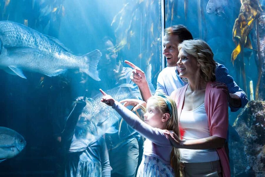 Chicago: 1-5 Day Attraction Pass with Shedd Aquarium - Value check: when $139 feels like a win