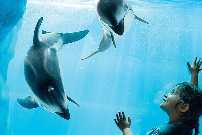 Chicago CityPASS® - Shedd Aquarium: all-access underwater time that feels worth it