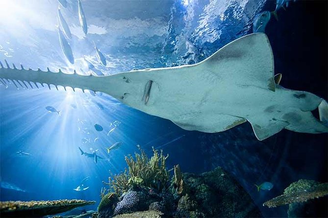 Chicago CityPASS® - Field Museum: all-access entry, and yes, dinosaurs take over