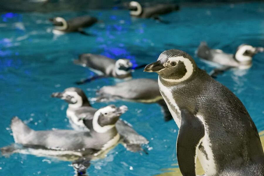Chicago CityPASS®: Save up to 49% at 5 Top Attractions - Reservations, QR Code Glitches, and the Real-Life Tips That Save You