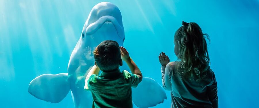 Chicago CityPASS®: Save up to 49% at 5 Top Attractions - Adler Planetarium for Indoor Variety and Sky Shows