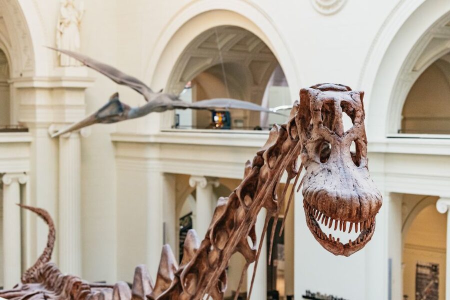 Chicago: Field Museum of Natural History Ticket or VIP Tour - Key things I’d plan around