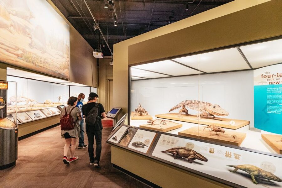 Chicago: Field Museum of Natural History Ticket or VIP Tour - Crowds, Timing, and the Weekday Advantage