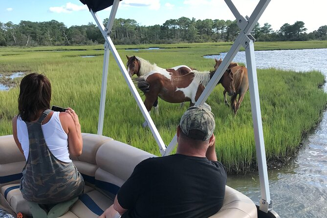 Chincoteague's Up The Bay Pony and Wildlife Tour by Boat - Key things to know before you go