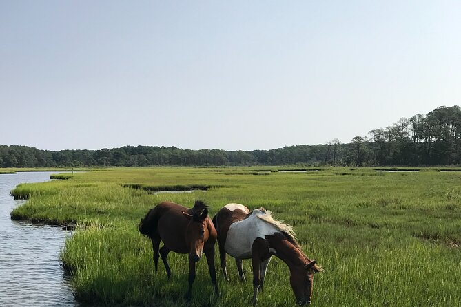 Chincoteague's Up The Bay Pony and Wildlife Tour by Boat - Up the Bay style: small boat, real wildlife odds