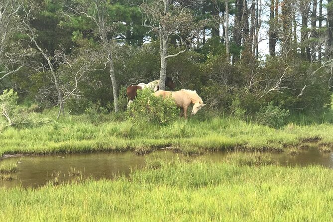 Chincoteague's Up The Bay Pony and Wildlife Tour by Boat - Where the wildlife fits: ponies, birds, and the dolphin maybe