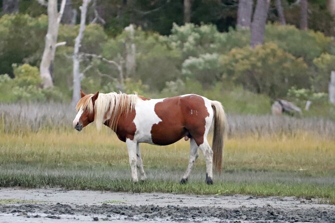 Chincoteague's Up The Bay Pony and Wildlife Tour by Boat - Wheelchair and stroller access on the water