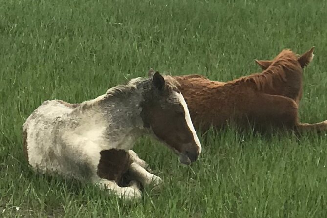 Chincoteague's Up The Bay Pony and Wildlife Tour by Boat - Price and value: is $75 worth it?
