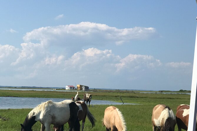 Chincoteague's Up The Bay Pony and Wildlife Tour by Boat - Meet Captain Mike, and expect a plan that adjusts