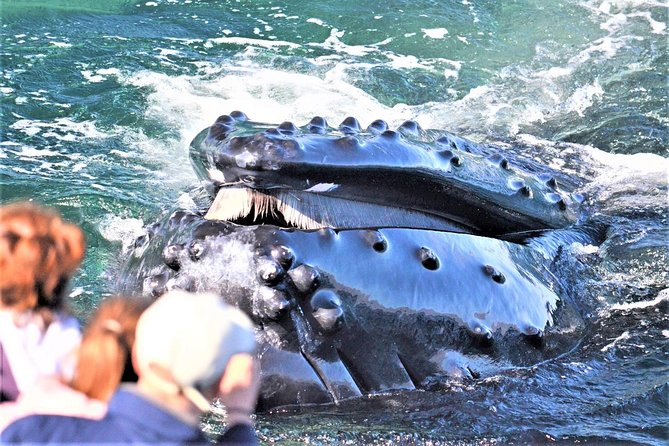 City Cruises Boston Whale Watching Cruise by High-Speed Boat - Key Highlights to Know Before You Go