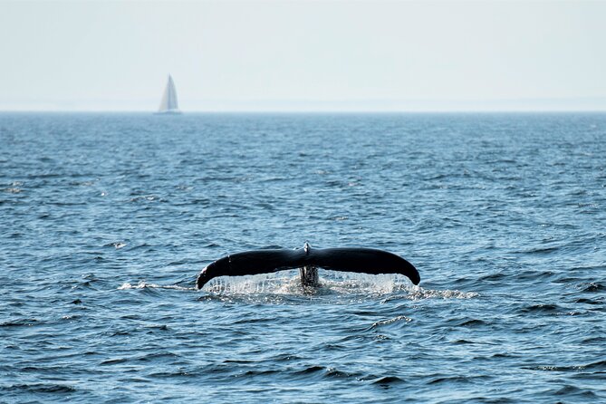 City Cruises Boston Whale Watching Cruise by High-Speed Boat - Your Onboard Naturalist: How the Narration Changes Everything