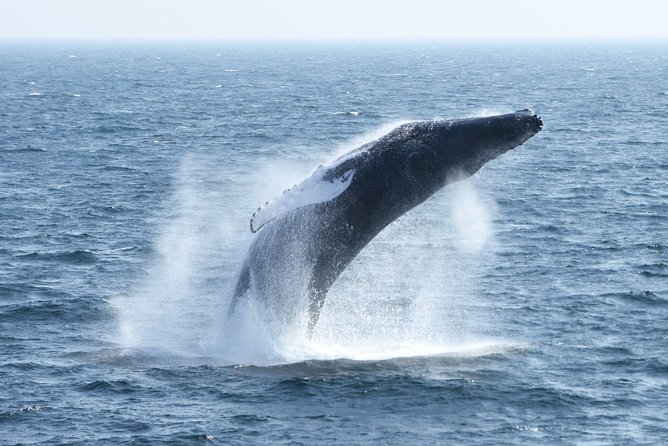 City Cruises Boston Whale Watching Cruise by High-Speed Boat - Seasickness and Cold Wind: Pack for Motion and Weather