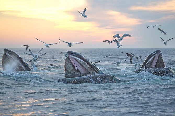 City Cruises Boston Whale Watching Cruise by High-Speed Boat - Time on the Water: How the 3.5 Hours Feels in Real Life