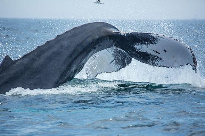 City Cruises Boston Whale Watching Cruise by High-Speed Boat - Stellwagen Bank National Marine Sanctuary: Where to Look and What You Might See