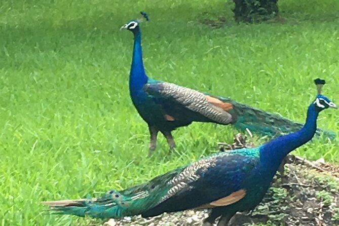 City Tour Miami PLUS and Boat Tour - Coconut Grove: the green stop with peacocks and Vizcaya surroundings