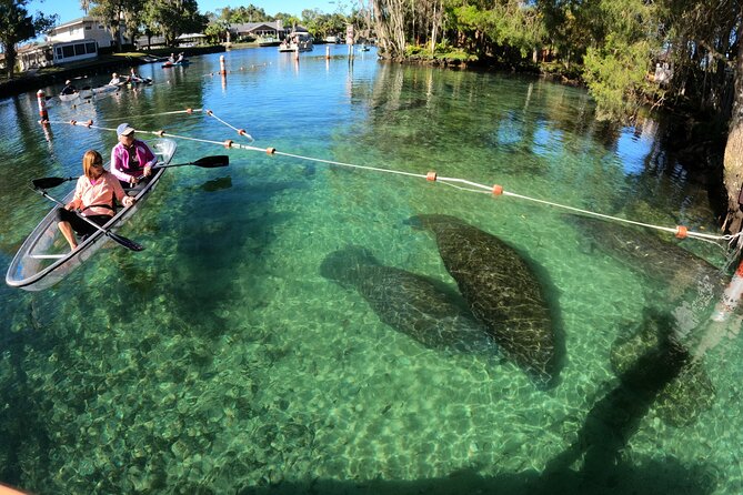 Clear Kayak Manatee Ecotour of Crystal River - Crystal River, but Under Your Kayak: The Clear-Kayak Advantage