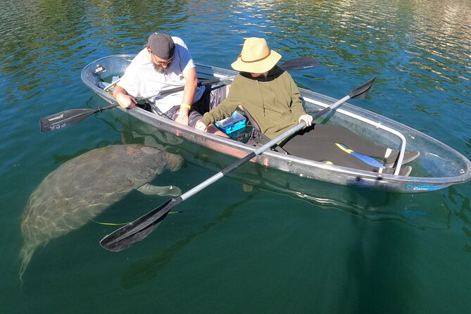Clear Kayak Manatee Ecotour of Crystal River - Other Wildlife: Beyond the Gentle Giants