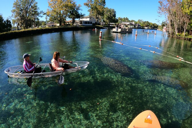 Clear Kayak Manatee Ecotour of Crystal River - Guides Matter: The Personal Touch That Changes the Tour