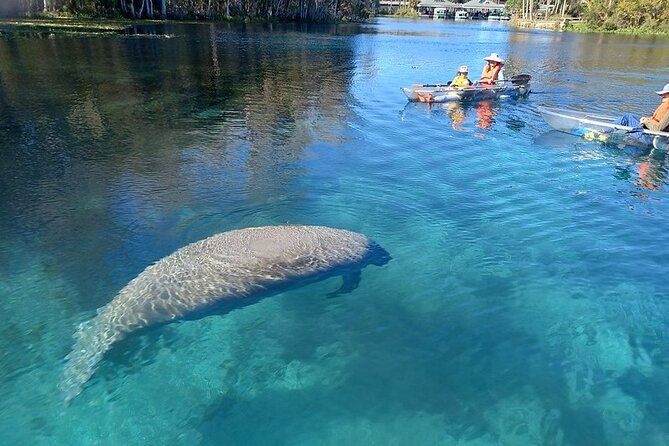 Clear Kayak or Paddleboard Manatee Adventure - Quick take: what makes this clear kayak tour work