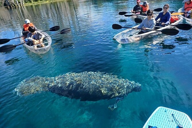 Clear Kayak or Paddleboard Manatee Adventure - Couples, families, and first-timers: who this fits best