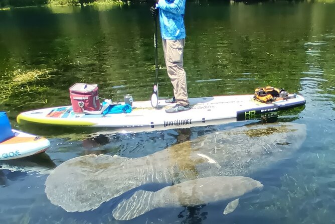 Clear Kayak or Paddleboard Manatee Adventure - Price and logistics: is $80 worth it?