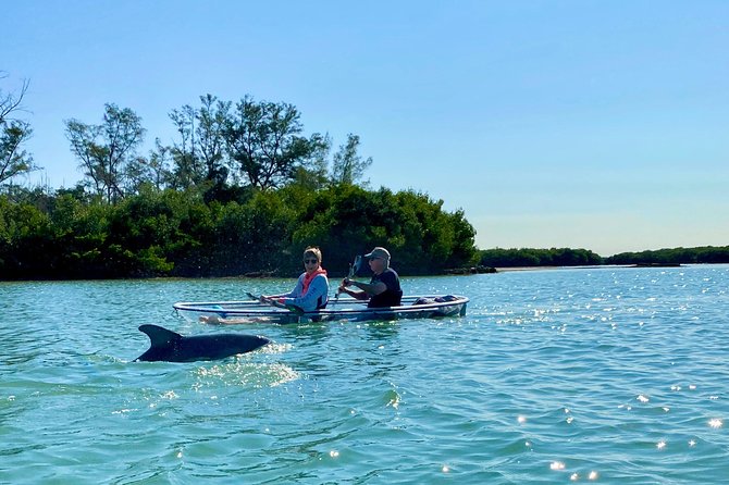 Clear Kayak Tour of Shell Key Preserve and Tampa Bay Area - Shell Key stop: the beach break and shell hunt