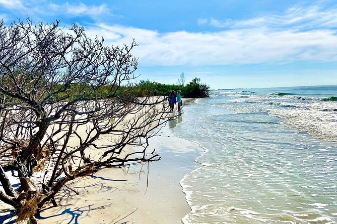 Clear Kayak Tour of Shell Key Preserve and Tampa Bay Area - Wildlife spotting you can count on, and what you cannot