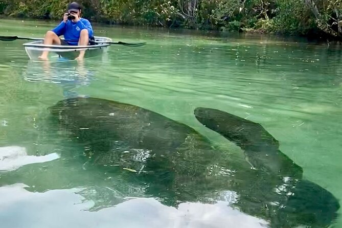 Clear Kayak Tours in Weeki Wachee - Wildlife Watching That Feels Close, Manatees to Dolphins