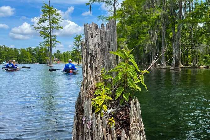 Clear Kayaking Eco Adventure Tour in Marianna - Wildlife spotting tips that make the trip better