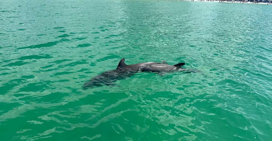 Clearwater Beach: Dolphin & Island Sandbar Cruise - The 2-Hour Flow: What Happens From Leaving to Coming Back