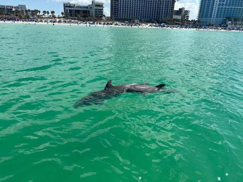 Clearwater Beach: Dolphin & Island Sandbar Cruise - BYOB (Bring Your Own): How to Pack Smarter for a Gulf Swim