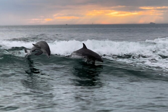Clearwater Encounters with Dolphins Tour - Key things to know before you go