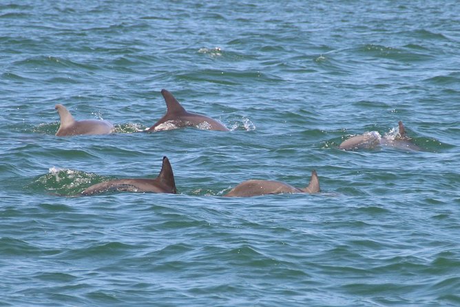Clearwater Encounters with Dolphins Tour - H2: What makes this Clearwater dolphin tour worth your time